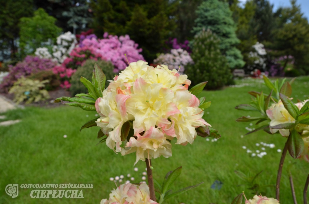 Азалия нэп-хилл Кеннонс Дабл